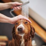 Pet Owner Plumbing Tips