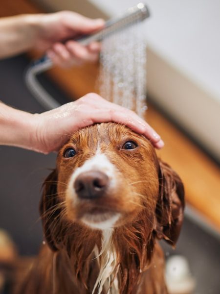 Pet Owner Plumbing Tips