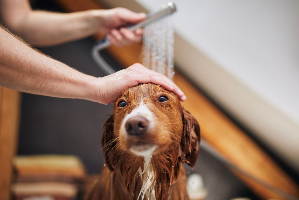 Pet Owner Plumbing Tips